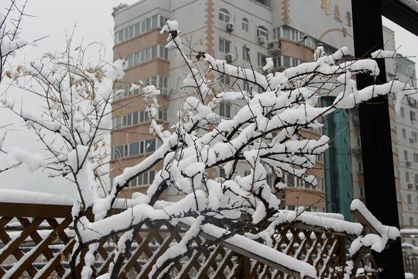 郑州49中雪景 (5)