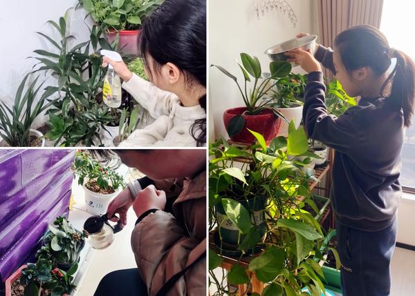 4.绿植养护