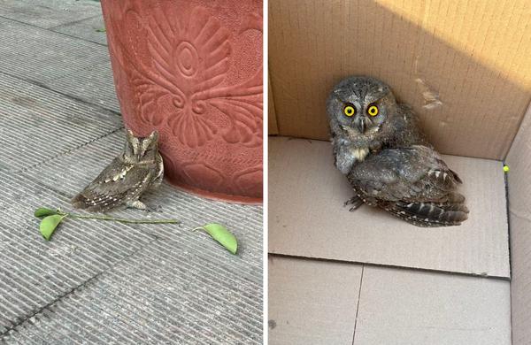 猫头鹰 猫头鹰